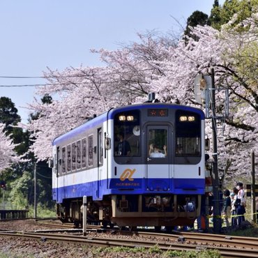 The Best Springtime Sakura Spots In Ishikawa, Japan