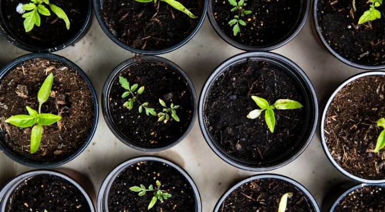 Plant Care Advantages Plant Care Advantages