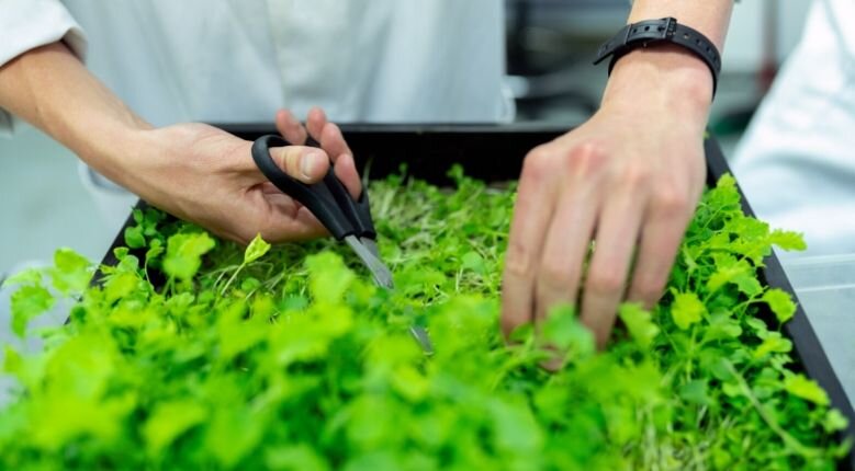 Horticulture precautions Horticulture precautions