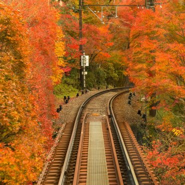 2 Special Ways to Enjoy Autumn Leaves in Japan 
