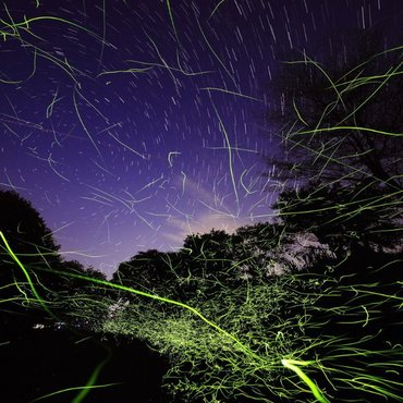 Watch The Glow Of Fireflies Light Up Japan’s Summer Nights