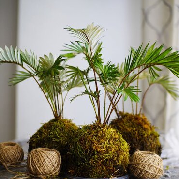 Learn The Art Of Japanese Kokedama