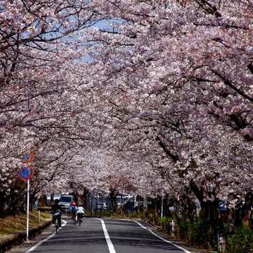 3 Best Cherry Blossom Spots in Kyushu In 2023