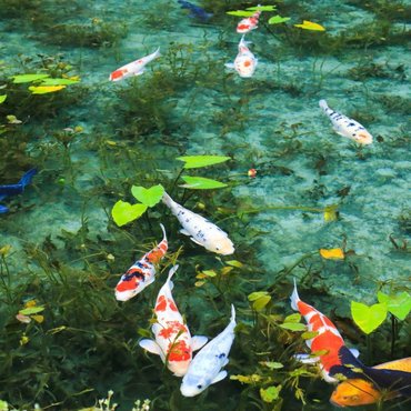 Life Imitating Art: The Beauty Of 'Monet's Pond' In Gifu