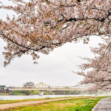 Cherry Blossom Delights in Japan's Tohoku Region