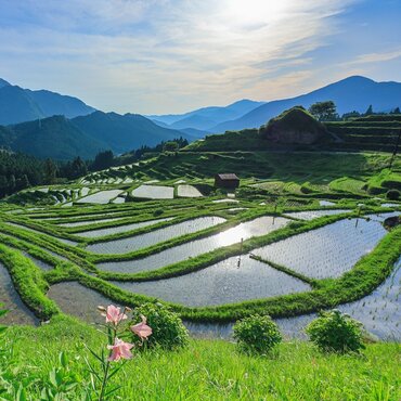 Get Lost In The Beauty Of Japan’s Rice Terraces