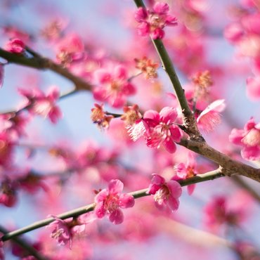Blossoming Plums: The Best Places To See Japan's Floral Spectacle