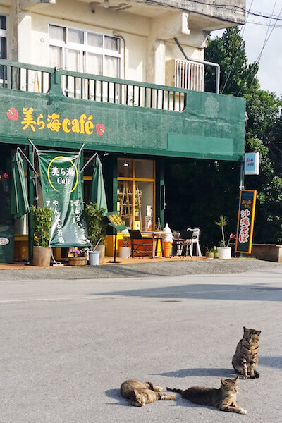 Must-Visit Places In Japan For Cat Lovers