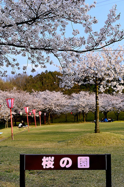 Tottori Cherry Blossom Spots