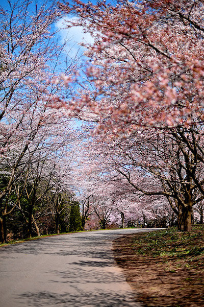 Tottori Cherry Blossom Spots