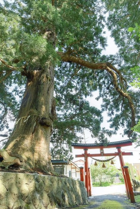 Satomiya Cedar Tree