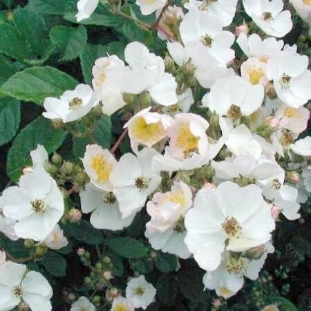 Photos of the flowers of the Japanese wild rose