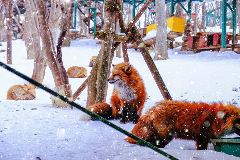 Zao Fox Village