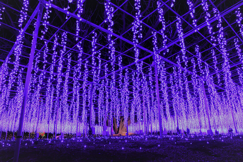 Purple lights on a park