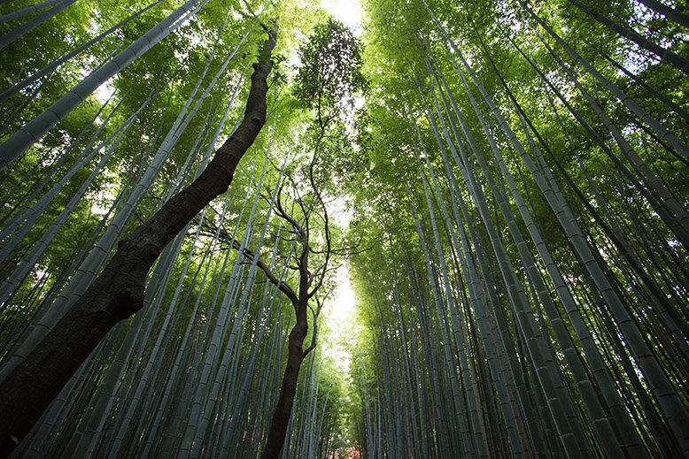 Bamboo forest in Kyoto