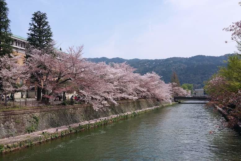 Cherry Blossom Season In Japan 2020 Guide