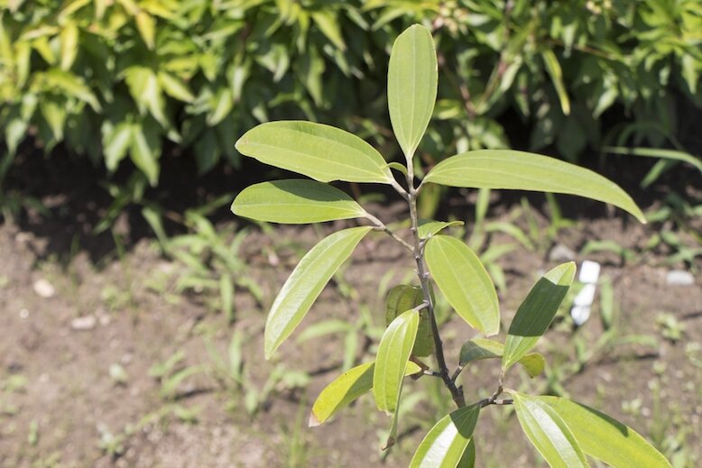 Young Cinnamon Tree