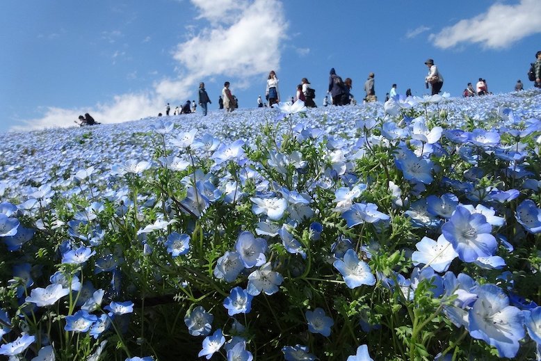 Best Flower Parks In Japan