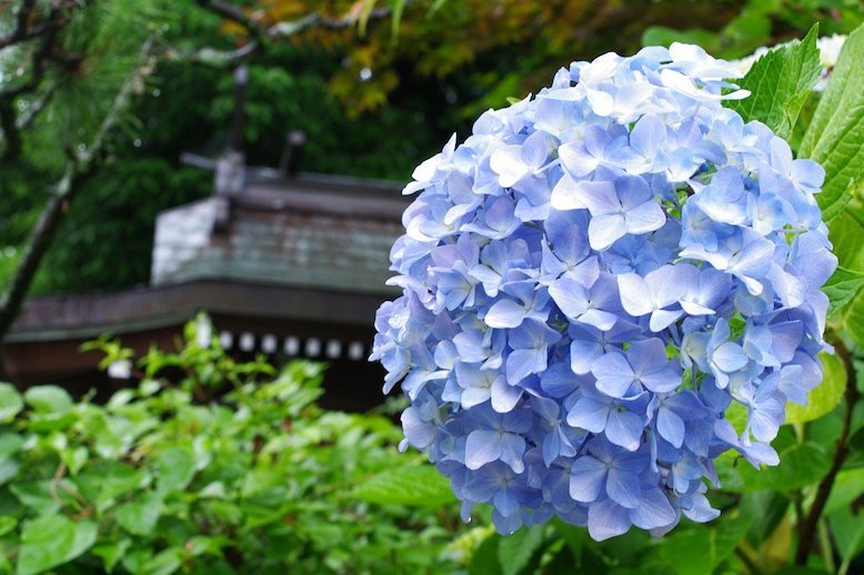 Best Flower Parks In Japan