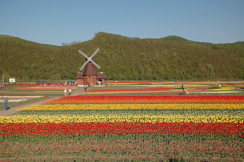 Best Flower Parks In Japan