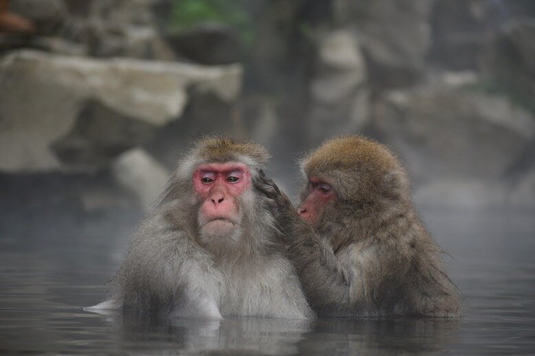 Snow Monkeys