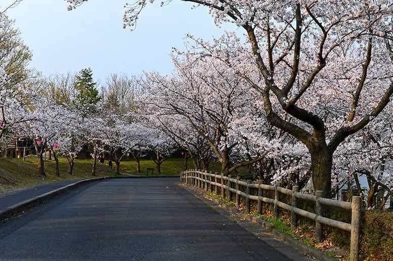 Tottori Cherry Blossom Spots