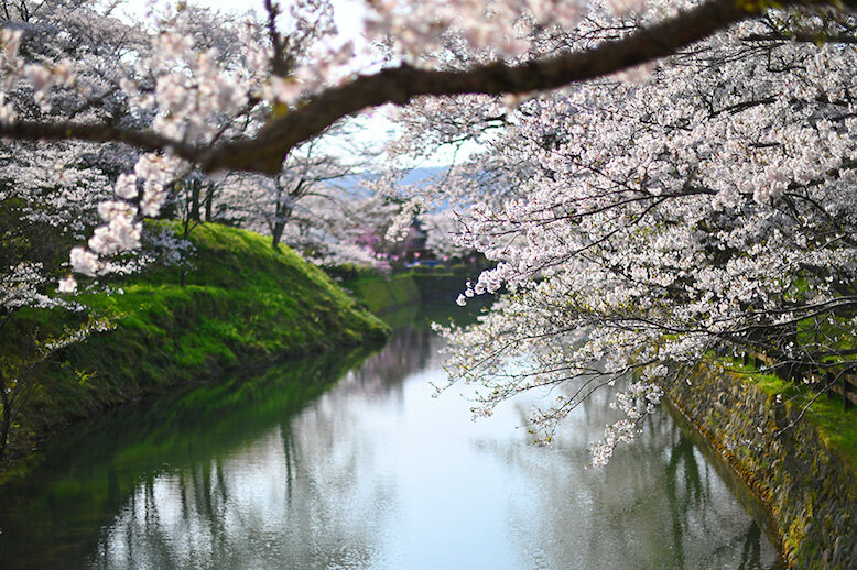 Tottori Cherry Blossom Spots