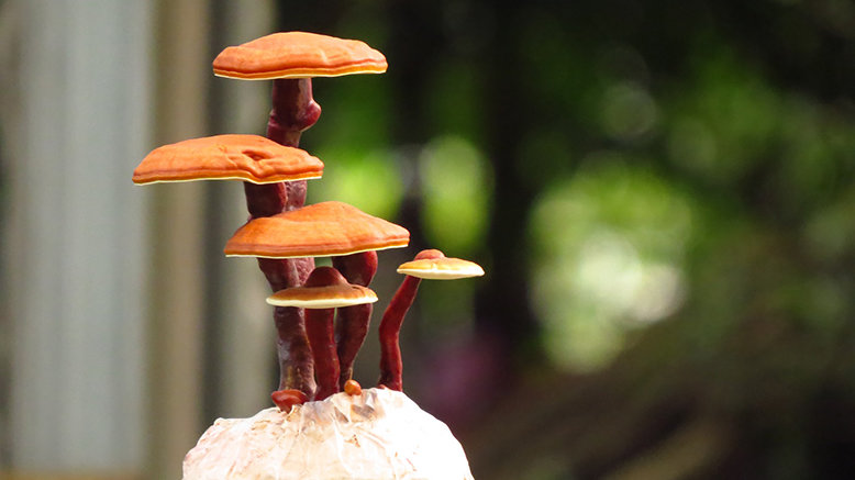 Reishi mushrooms are potent Japanese skincare ingredients.