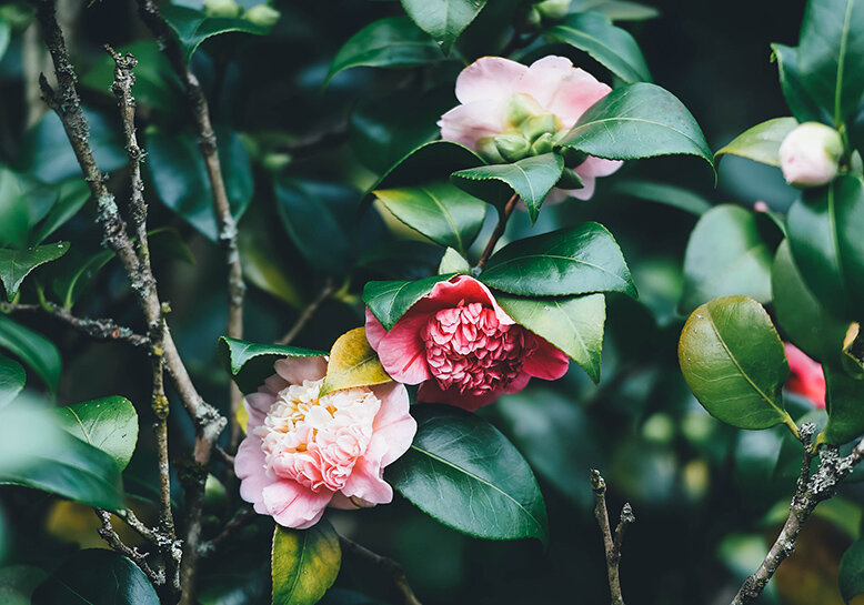 Camellia flowers