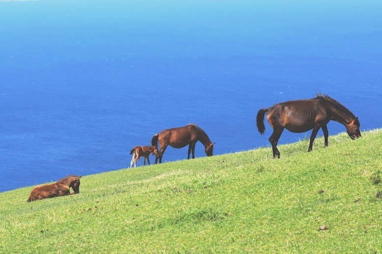 Wild Horses at Cape Toi