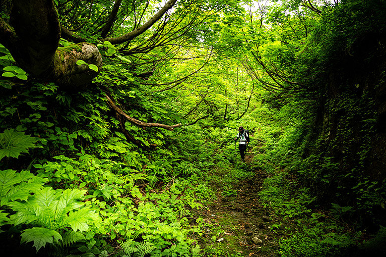 Hiking in a forest is one way to practice forest bathing in Japan