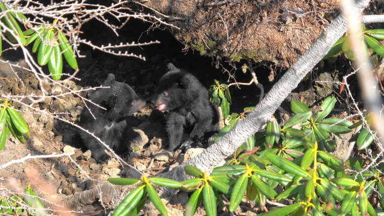 What to do at Picchio Wildlife Research Centre