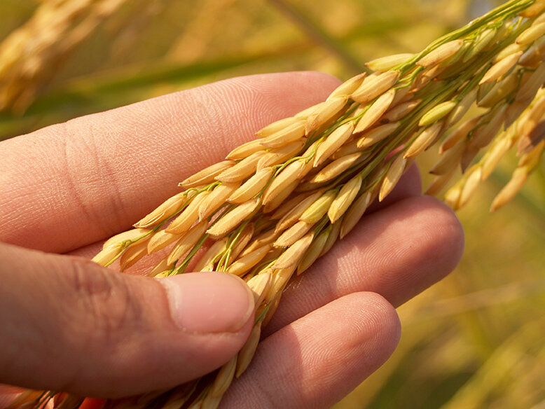 Rice plant