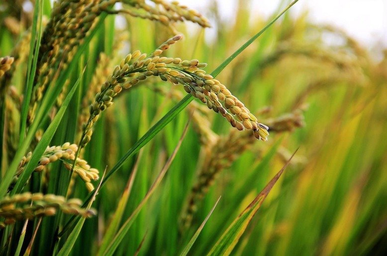 Rice Fields Of Tohoku