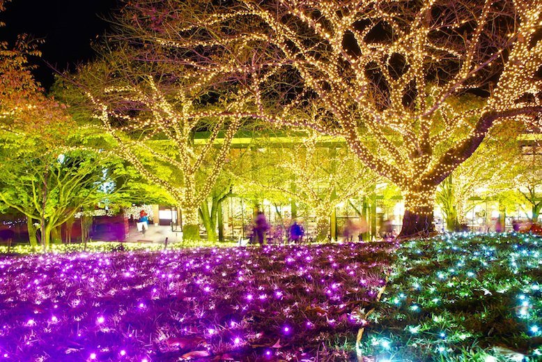 Trees with yellow and orange lights, ground with purple lights