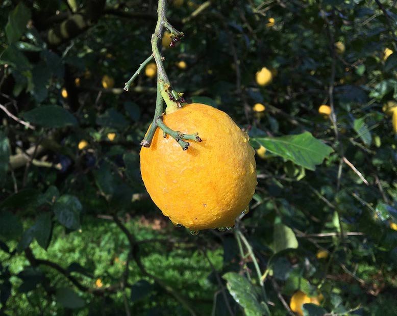 Setouchi lemon tree