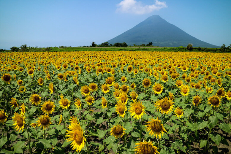 Sunflower Field In Kagoshima