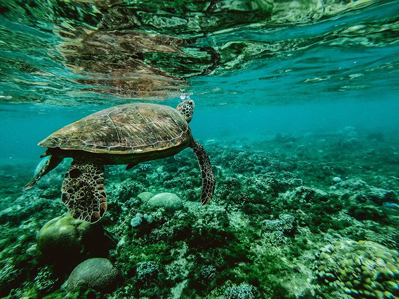 Turtle swimming in the Great Barrier Reef, a world heritage site.