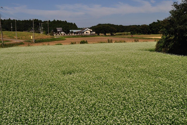 Buckwheat field in Ibaraki Prefecture