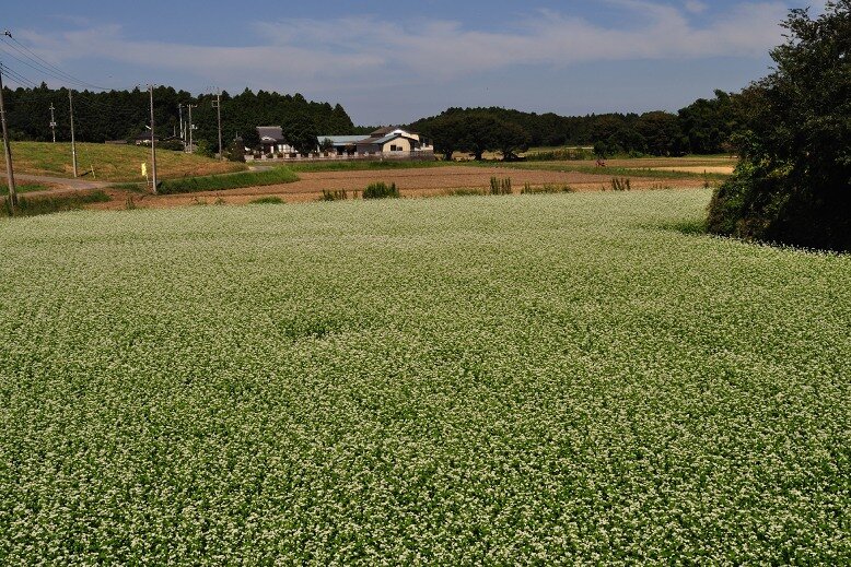 Buckwheat field in Ibaraki Prefecture