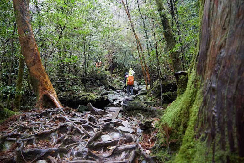 Shiratani Unsui Gorge Yakushima