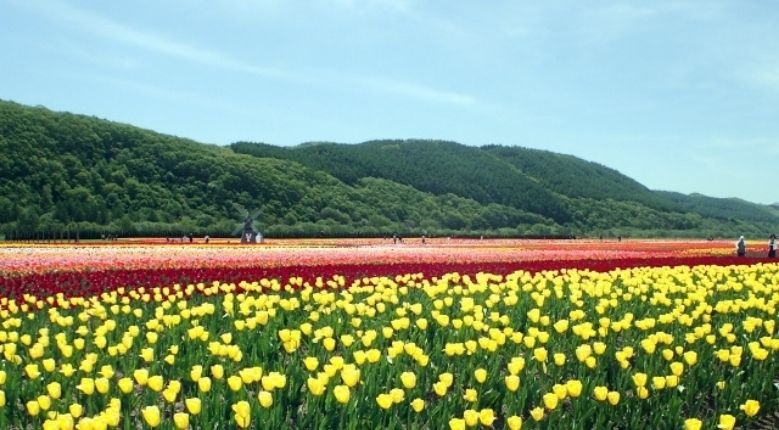 Kamiyubetsu Tulip Fair