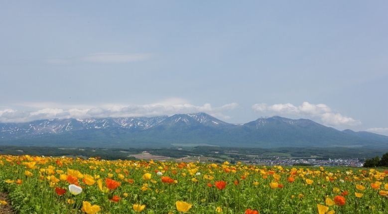 Iceland poppies in Furano start blooming in May. 