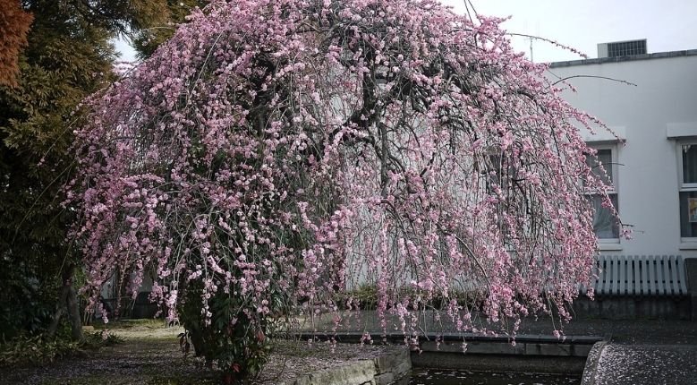 Weeping plum tree found in Yumeji Art Museum, Okayama prefecture
