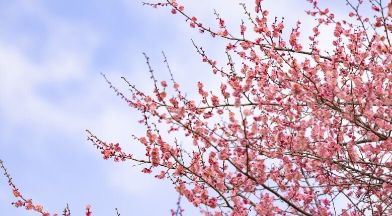 Pink plum blossoms in full bloom 