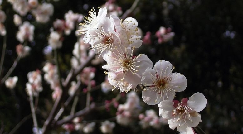 White plum blossoms seen in Okamoto Bairin Park, Kobe
