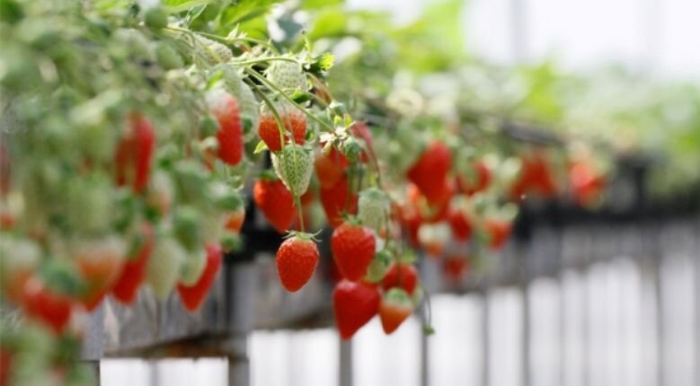 How to enjoy Japanese strawberry