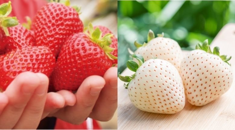 Japanese Strawberry