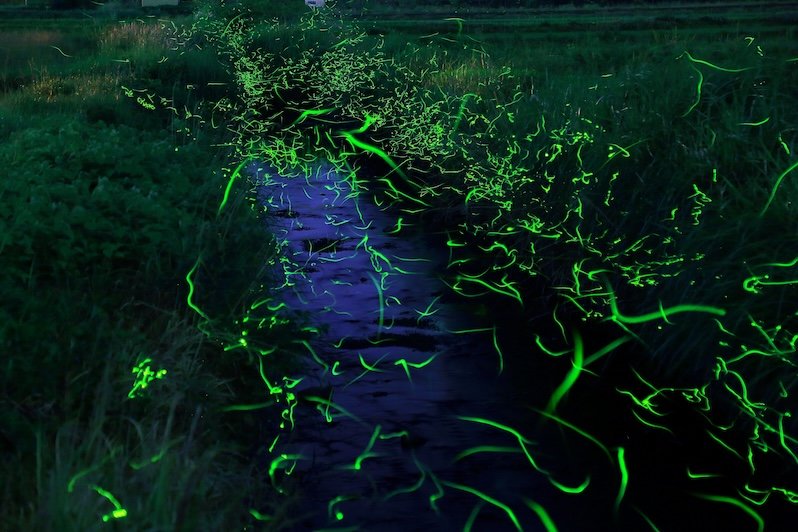 Maibara Fireflies