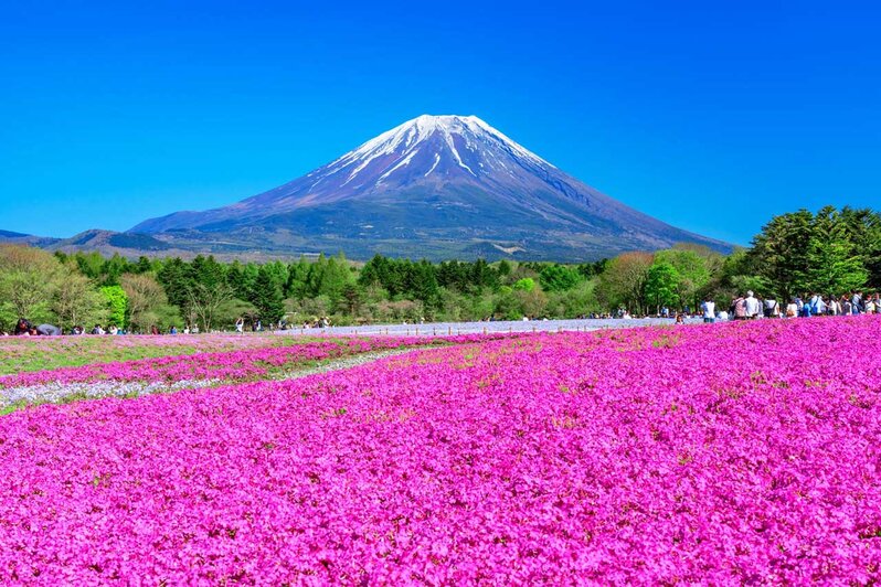 Best Flower Parks To Visit In Japan Cooljapan